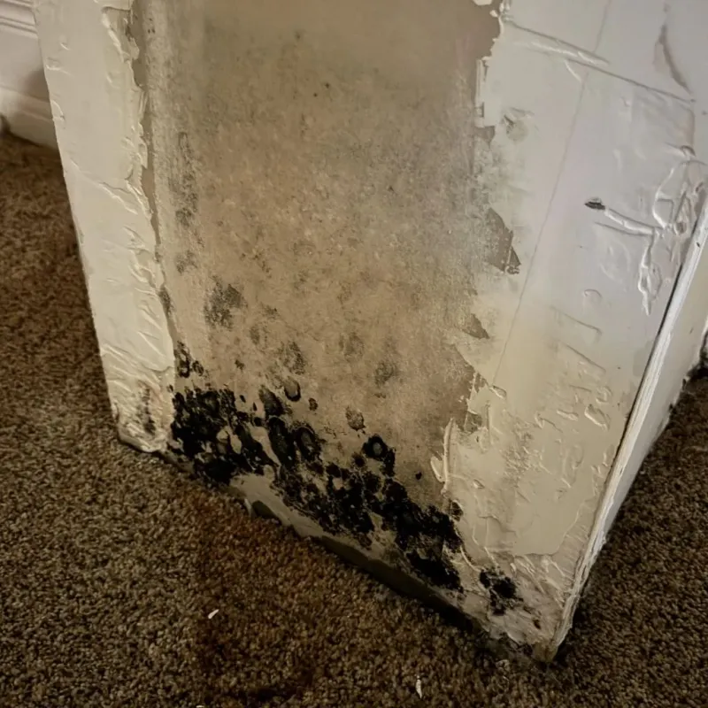 Professional Mold Removal in Kent, CT